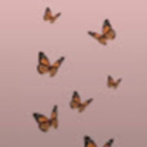 Meet your Posher, Lilly